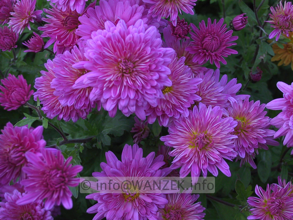 Chrysanthemum - dunkelrosa3.JPG